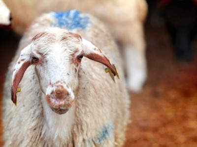 Kurban Bayramı Tarihçesi ve Kurban Bayramı Gelenekleri